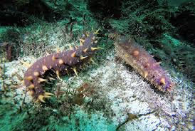 Khi nhu cầu tiếp tục tăng, vấn đề trở nên tồi tệ hơn. Trong số 70 loài hải sâm bị khai thác, 7 loài hiện đang được phân loại là có nguy cơ tuyệt chủng, buộc nhiều ngành thủy sản trên toàn thế giới phải đóng cửa và gây thiệt hại cho nền kinh tế địa phương. Nguồn ảnh: Getty Image, BI