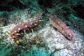 Khi nhu cầu tiếp tục tăng, vấn đề trở nên tồi tệ hơn. Trong số 70 loài hải sâm bị khai thác, 7 loài hiện đang được phân loại là có nguy cơ tuyệt chủng, buộc nhiều ngành thủy sản trên toàn thế giới phải đóng cửa và gây thiệt hại cho nền kinh tế địa phương. Nguồn ảnh: Getty Image, BI