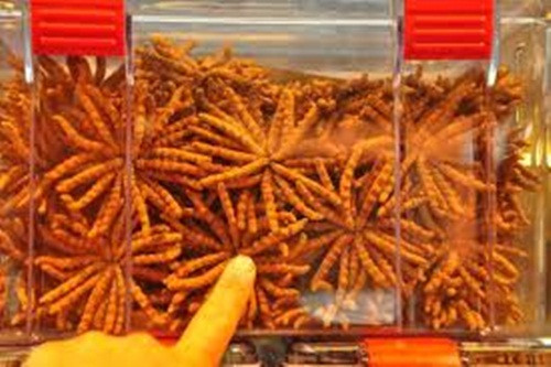 Trong khi đó, một cửa hàng ở Hà Nội bán 100 gram đông trùng hạ thảo loại 420 con với giá 99,5 triệu đồng, loại 300-320 con giá 105 triệu đồng...Ảnh: Nhathucovietphap