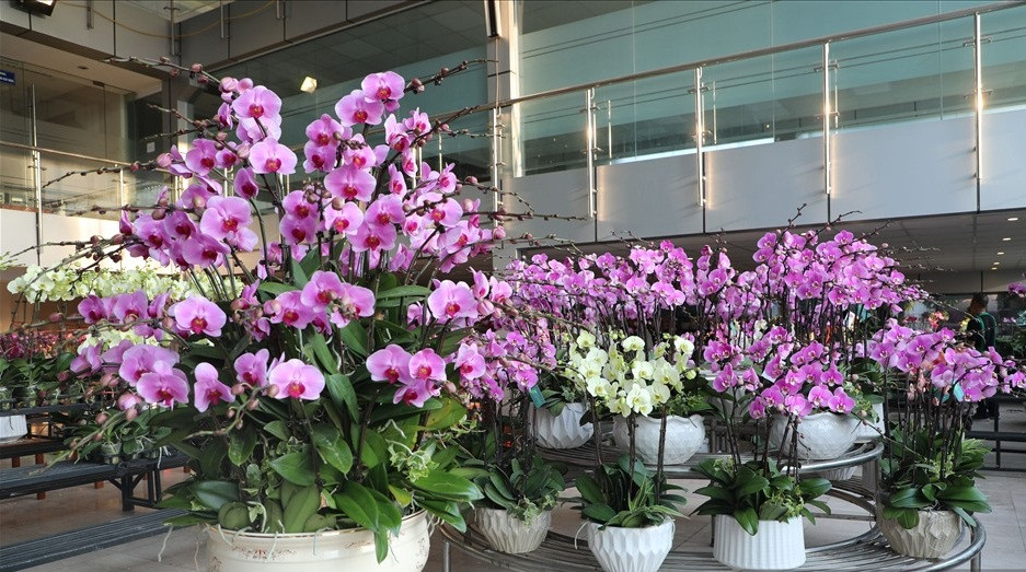 Trung bình một cành lan hồ điệp có giá từ 250 - 300 nghìn đồng/cành. Chậu hoa nhỏ nhất 3 cành có giá 900 nghìn đồng, những chậu cỡ nhỏ trung bình từ 2 - 3 triệu đồng. Ảnh: Lao động.