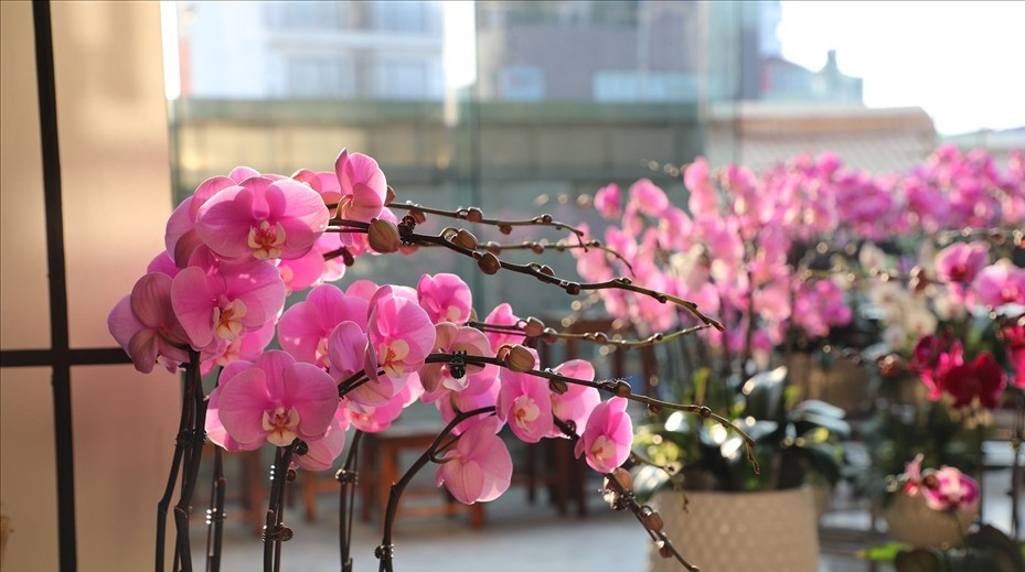 Tượng trưng cho sự phú quý, may mắn và thịnh vượng, những năm gần đây, lan hồ điệp được đông đảo người dân lựa chọn làm vào dịp Tết Nguyên đán. Ảnh: Lao động.