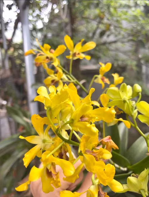 Giò lan rực rỡ do bố mẹ chăm sóc được hoa hậu chia sẻ. Nguồn ảnh: FBNV