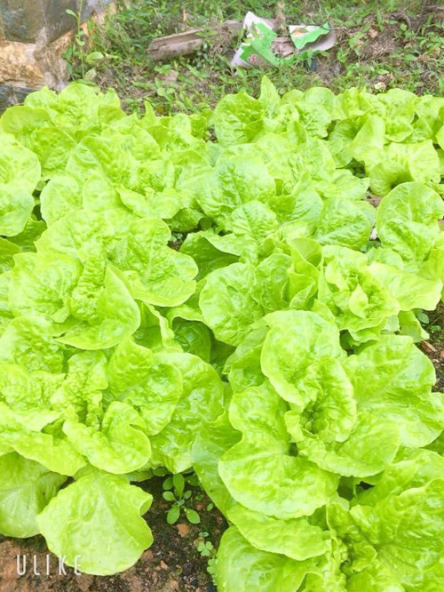 Luống rau xà lách xanh mướt nhìn thích mắt.
