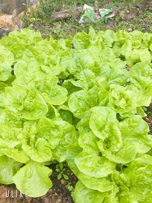 Luống rau xà lách xanh mướt nhìn thích mắt.