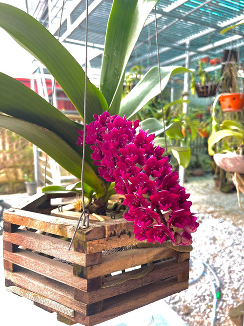 Ngoài ra, gia đình nàng hậu còn có một nhà để ươm trồng hoa.