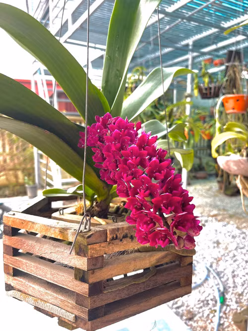 Ngoài ra, gia đình nàng hậu còn có một nhà để ươm trồng hoa.