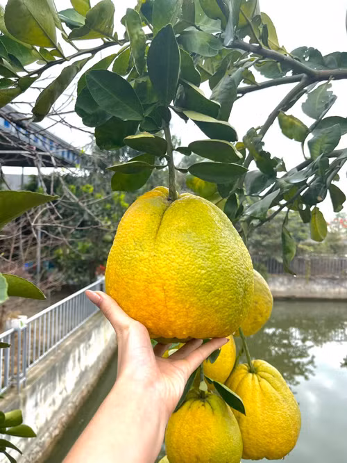 Ngoài rau, bố mẹ Hoa hậu Đỗ Thị Hà còn trồng nhiều cây ăn quả. Cạnh ao là cây bưởi sai trĩu quả.