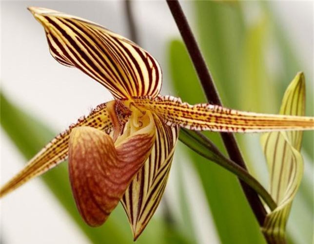 Với giá khoảng 6.000 USD/cây, lan vàng Kinabalu chỉ xuất hiện ở đất nước Malaysia tại Công viên Quốc gia Kinabalu. Ảnh: Getty Image