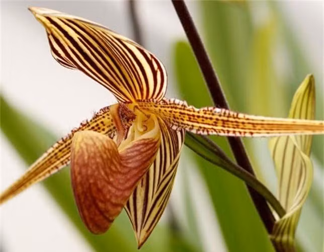 Với giá khoảng 6.000 USD/cây, lan vàng Kinabalu chỉ xuất hiện ở đất nước Malaysia tại Công viên Quốc gia Kinabalu. Ảnh: Getty Image