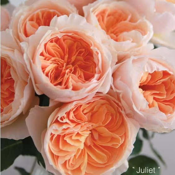 Hồng Juliet là sự kết hợp giữa kiểu hoa truyền thống, cánh hoa dày đan xen nhau tròn trịa với một màu sắc trẻ trung hiện đại. Vì vậy, hồng Juliet có giá đến 15 triệu USD/bó. Ảnh: Getty Image