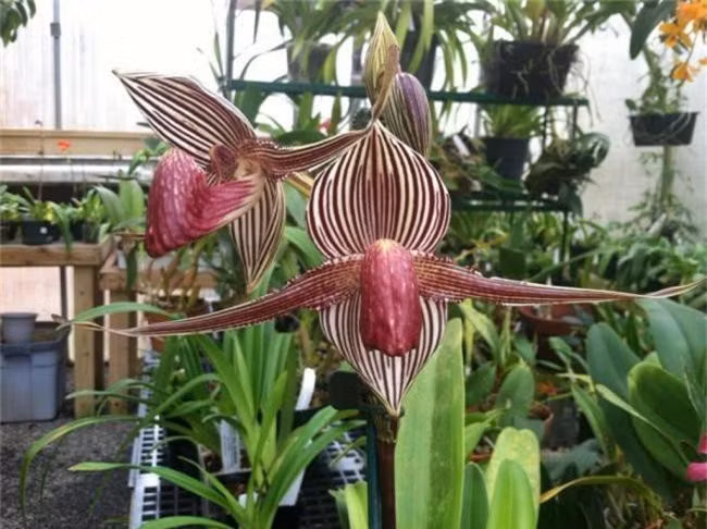 Sở sĩ lan Kinabalu đắt như vật là bởi chúng quý hiếm chỉ có từ tháng Tư đến tháng Năm hằng năm. Ảnh: Getty.