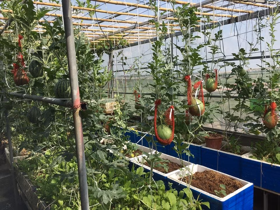 Giàn các loại dưa hấu được trồng trong thùng xốp.