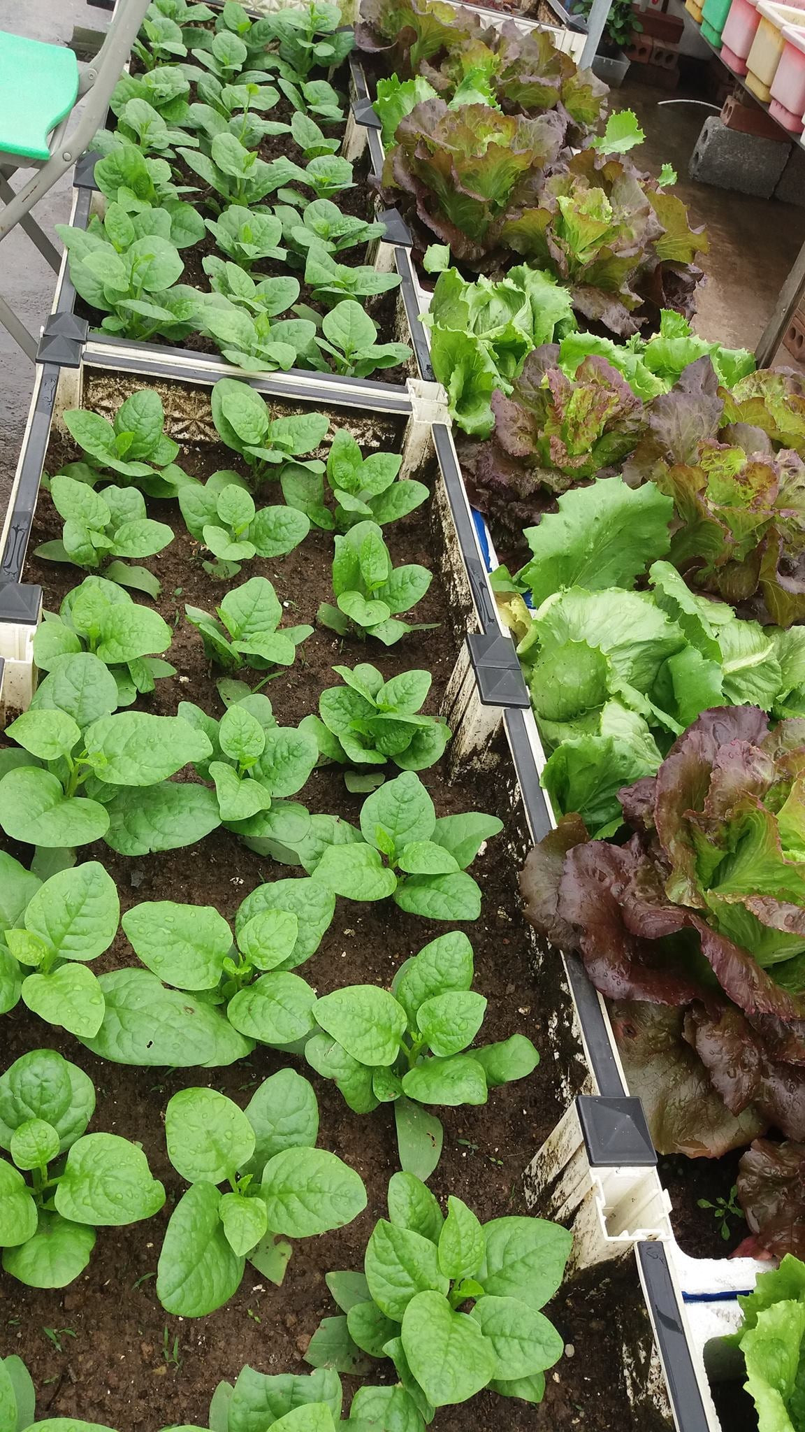 Rau xà lách và mùng tơi tốt um.