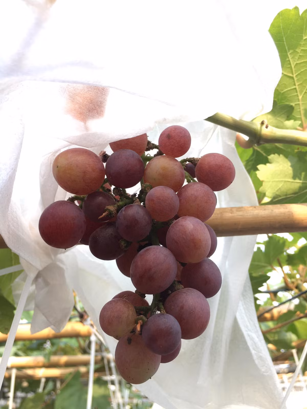 Cây nho đỏ dễ trồng, sai quả.