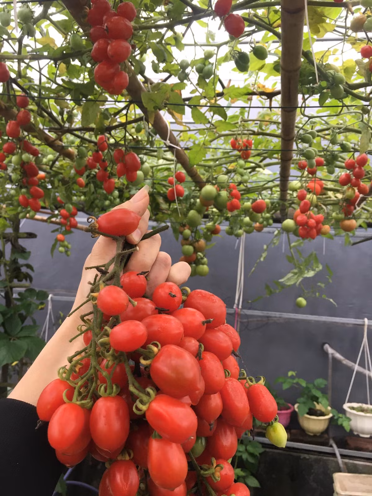 Khu vườn sân thượng của chị Thắm được chăm sóc theo mô hình hữu cơ gần như 100%, phân bón do mình tự ủ là chính.