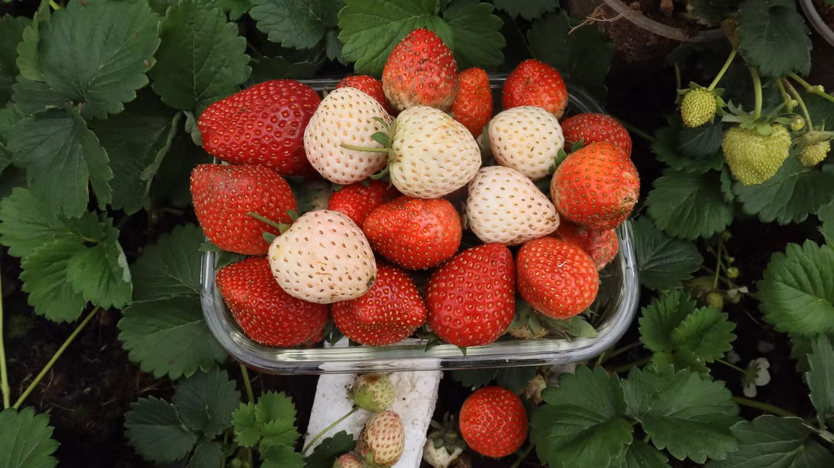 Nói về cơ duyên đến với nghề "nông dân sân thượng", chị Thắm cho biết, trong một lần xem tivi, con gái lớn thấy quả dâu tây và đòi mẹ mua về ăn. Tuy nhiên, loại quả này phải trên siêu thị thành phố mới có, quê không bán.