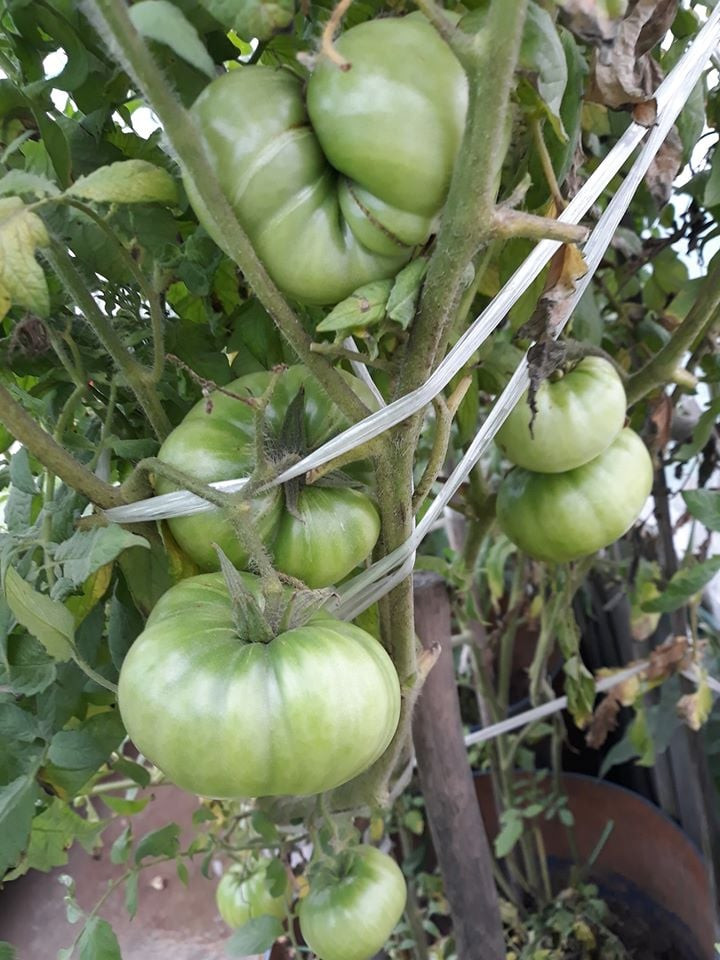 Cà chua múi quả cũng rất to.