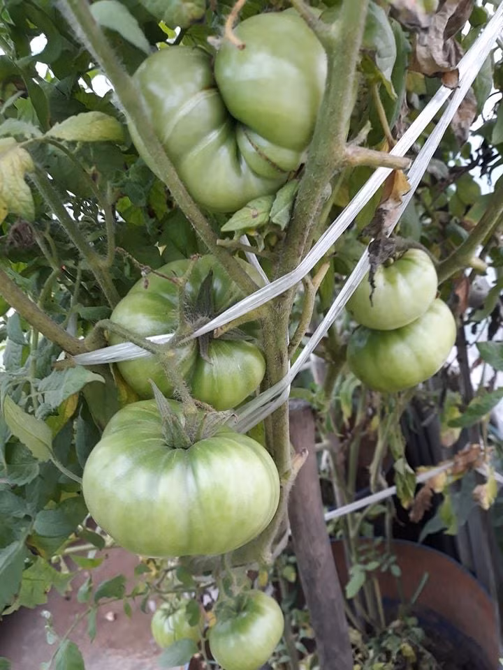 Cà chua múi quả cũng rất to.