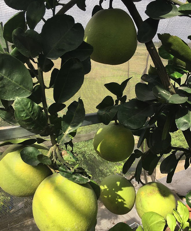 Chị thường trộn đất cùng cám gạo đậu tương, tưới cây bằng nước vo gạo, dịch chuối, đậu tương ủ trứng chuối humic, đạm cá tự ủ.