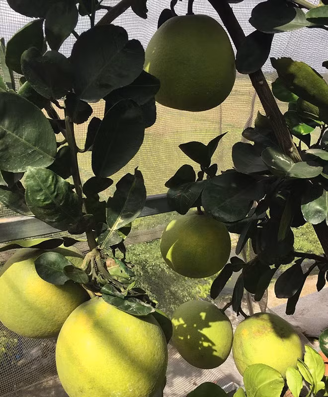 Chị thường trộn đất cùng cám gạo đậu tương, tưới cây bằng nước vo gạo, dịch chuối, đậu tương ủ trứng chuối humic, đạm cá tự ủ.