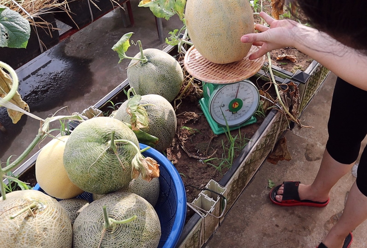 Các loại dưa lưới, quả to ăn thơm giòn ngọt.