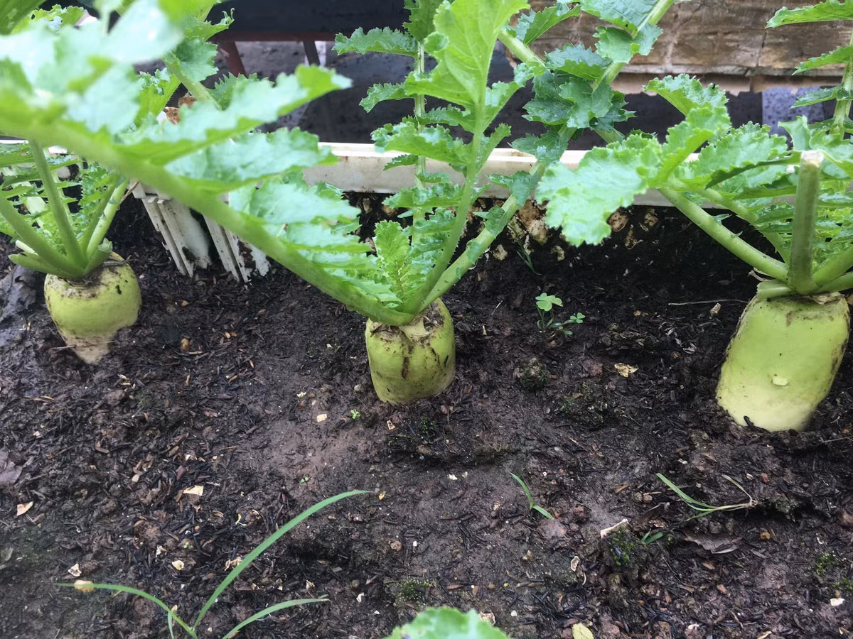 Để phòng sâu bệnh, chị dùng thuốc ngâm từ những thứ tự nhiên như thuốc lào ngâm rượu, tỏi ớt, nem...