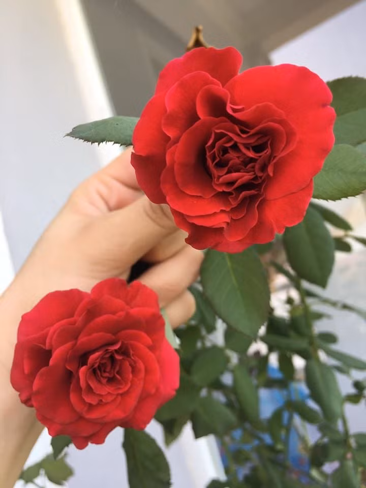 Ngoài ra, khu vườn trên sân thượng của chị còn rất nhiều loại hoa. Nguồn ảnh: FBNV