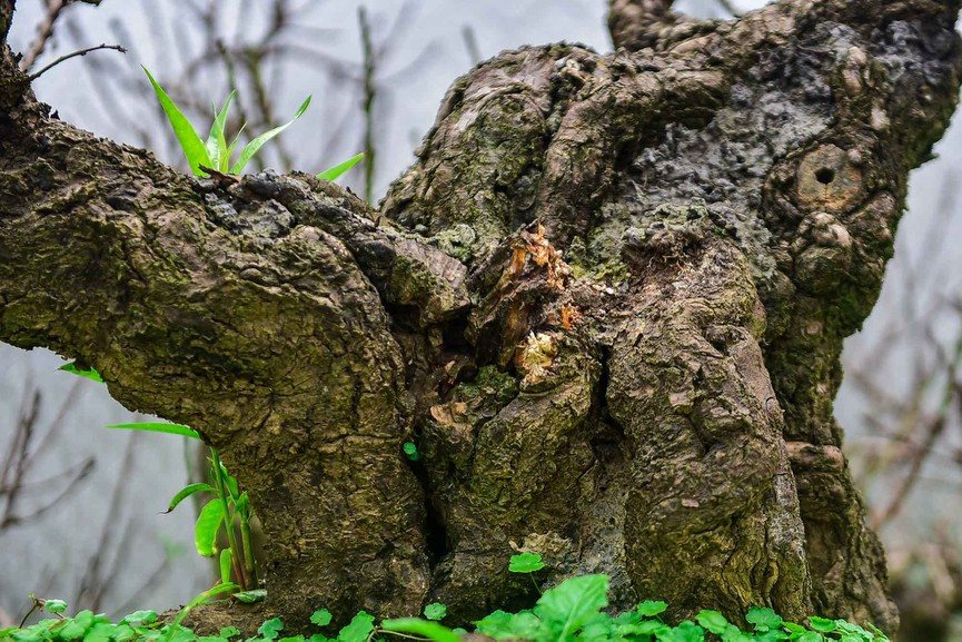 Khi tác động vào vỏ cây như cậy thân, đào Trung Quốc thường có màu trắng còn đào Nhật Tân thân có màu như quả mận chín. Ảnh: Tiền phong