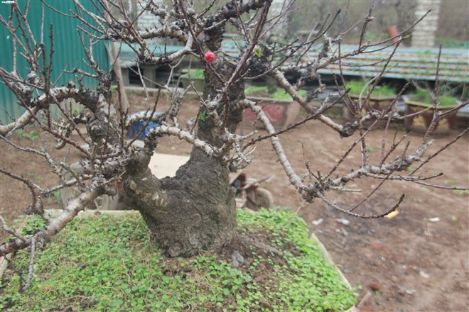 Để phân biệt, người mua nên chú ý đào Thất Thốn chuẩn phải là những cây có dáng lùn, đẹp tự nhiên, cành cây xù xì, gai góc, cánh hoa dày, to và tỏa mùi thơm nhẹ. Ảnh: VTCnews.