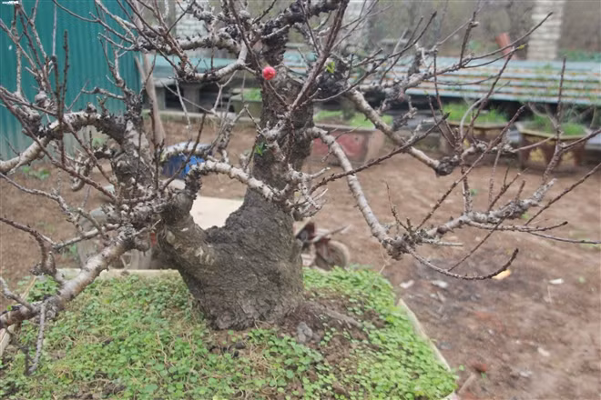 Để phân biệt, người mua nên chú ý đào Thất Thốn chuẩn phải là những cây có dáng lùn, đẹp tự nhiên, cành cây xù xì, gai góc, cánh hoa dày, to và tỏa mùi thơm nhẹ. Ảnh: VTCnews.