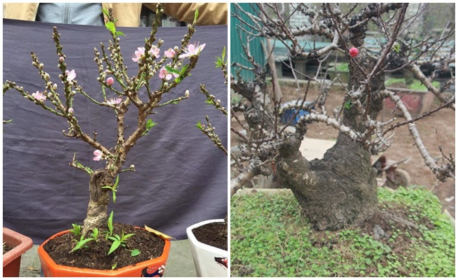 Hoa đào mini Trung Quốc thẫm màu còn đào Nhật Tân hoa tươi và thắm hơn.