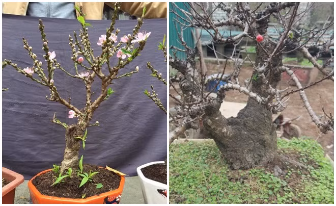 Hoa đào mini Trung Quốc thẫm màu còn đào Nhật Tân hoa tươi và thắm hơn.