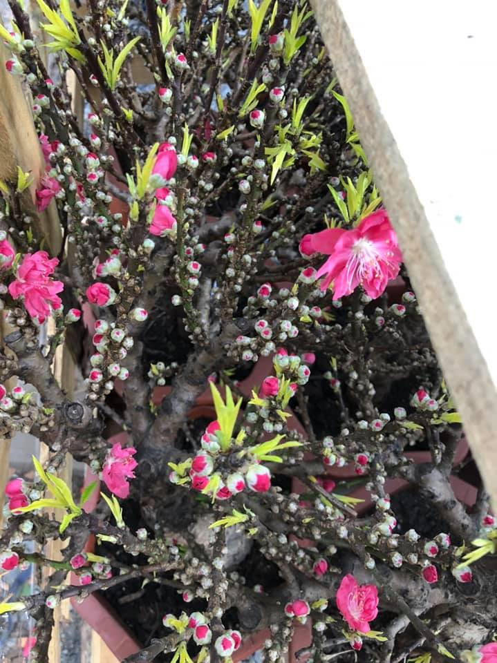 Loại đào này cao khoảng 30 - 50 cm có gốc mập, nhẵn, cành thẳng, mắt nụ dày, nhiều hoa,giá bán khá rẻ chỉ từ 200.000 - 350.000 đồng/cây. Ảnh: Facebook