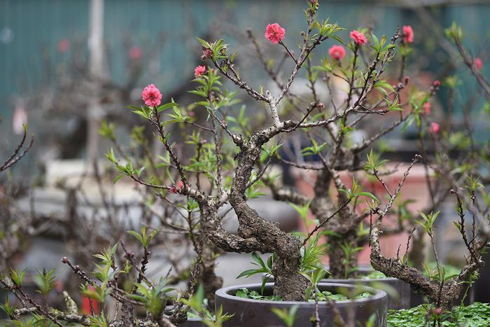 Một điểm dễ nhân biết nữa là đào Thất Thốn Nhật Tân phải được chăm sóc ít nhất trong 10 năm cây mới thành dáng, màu hoa nở mới đẹp. Vì thế, giá bán luôn từ 1,5 triệu đến khoảng 30 triệu đồng/cây, tùy dáng thế, cây nhỏ hay lớn. Ngược lại, dào mini Trung Quốc giá chỉ từ 200.000 - 2 triệu đồng/cây. Ảnh: Anninhthudo