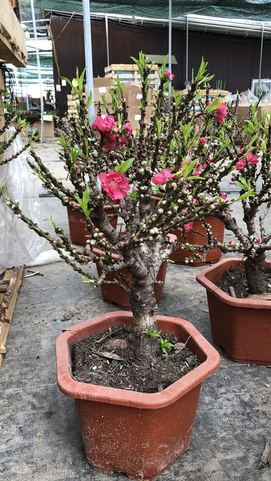 Gần Tết Nguyên đán, thị trường đào mai càng trở nên đa dạng. Rất nhiều loại đào được bán đầy chợ mạng lẫn chợ hoa, trong đó xuất hiện loại đào mini được các tiểu thương giới thiệu là đào Thất Thốn với hình dáng khá lạ mắt. Ảnh: Facebook