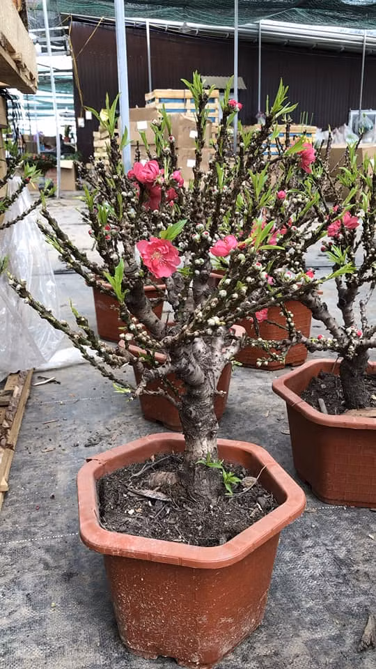 Gần Tết Nguyên đán, thị trường đào mai càng trở nên đa dạng. Rất nhiều loại đào được bán đầy chợ mạng lẫn chợ hoa, trong đó xuất hiện loại đào mini được các tiểu thương giới thiệu là đào Thất Thốn với hình dáng khá lạ mắt. Ảnh: Facebook