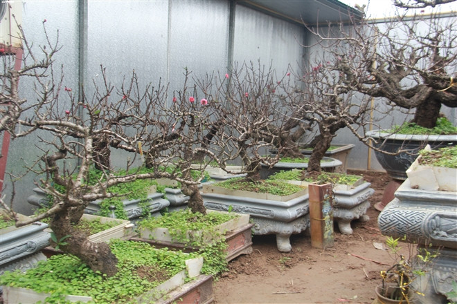 Đào Thất Thốn thường ra hoa kép. Mỗi cây chỉ nở từ 10-20 bông và có thể nhiều hơn nếu chăm sóc tốt, nhưng cũng không thể ra nụ và hoa chi chít như đào mini Trung Quốc. Ảnh: VTCnews.