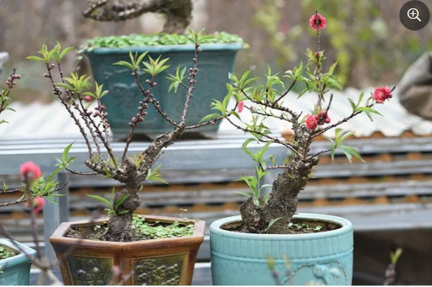 Đặc biệt, đào Thất Thốn Nhật Tân được gieo trồng từ hạt nên người chơi có thể trồng được sau Tết như bình thường. Trái lại, đào mini Trung Quốc khi mua về một thời gian, chơi xong sẽ không thể trồng tiếp được vì loại đào này chủ yếu được ghép cành. Ảnh: Anninhthudo