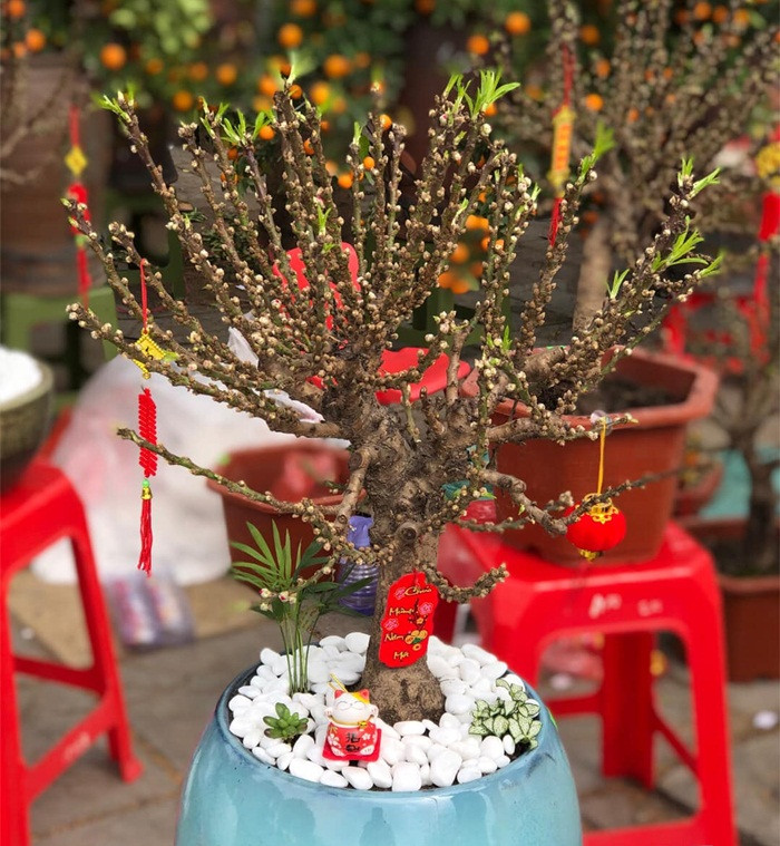 Tuy nhiên, theo những người có nhiều năm kinh nghiệm trồng đào thất thốn ở Nhật Tân (Tây Hồ, Hà Nội) thì đây không phải đào Thất Thốn mà là đào nữ nhi hồng, hay còn gọi là đào mini của Trung Quốc. Ảnh: Facebook