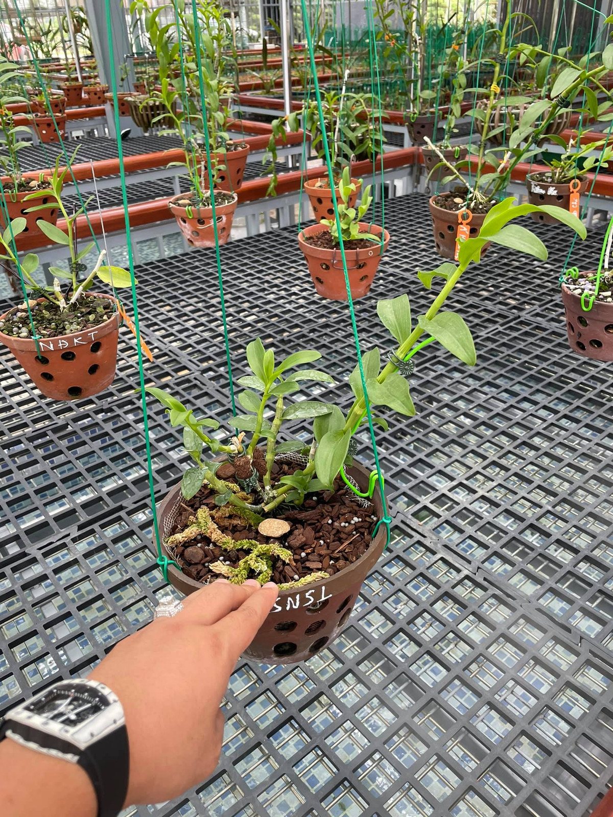 Khu vườn của hai anh em Giang và Thanh tại Đông Triều có rất nhiều giống lan được giới chơi cây cảnh săn lùng như 5 cánh trắng đôi mắt pleiku, 5 cánh trắng kinh bắc, 5 cánh trắng đại cát… Theo cặp anh em này, vườn lan cho thu nhập mỗi năm cả tỷ đồng. Ảnh: Doanhnghieptiepthi