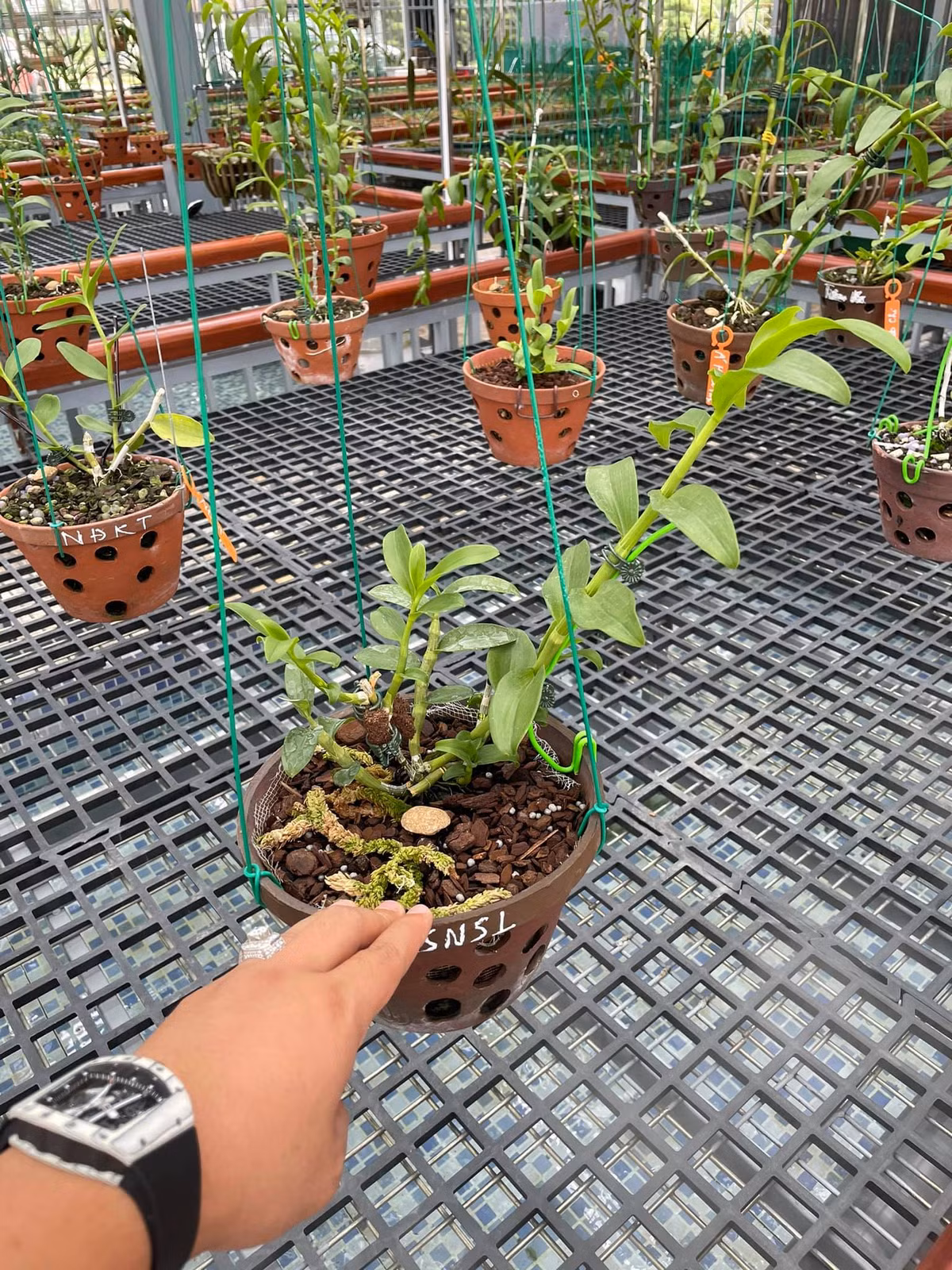 Khu vườn của hai anh em Giang và Thanh tại Đông Triều có rất nhiều giống lan được giới chơi cây cảnh săn lùng như 5 cánh trắng đôi mắt pleiku, 5 cánh trắng kinh bắc, 5 cánh trắng đại cát… Theo cặp anh em này, vườn lan cho thu nhập mỗi năm cả tỷ đồng. Ảnh: Doanhnghieptiepthi