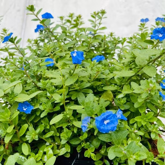 Hoa đủ các loại màu độc đáo. Ảnh: FBNV