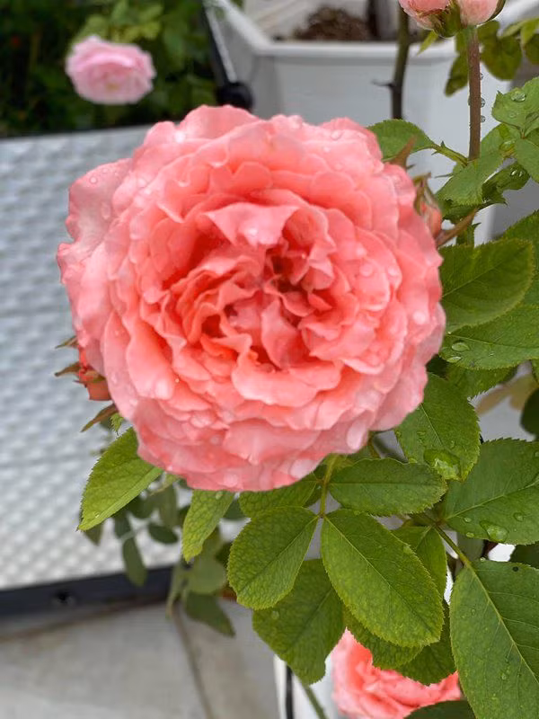 Theo tiết lộ, Phan Hiển tốn hơn trăm triệu để trồng vườn hồng trên sân thượng.