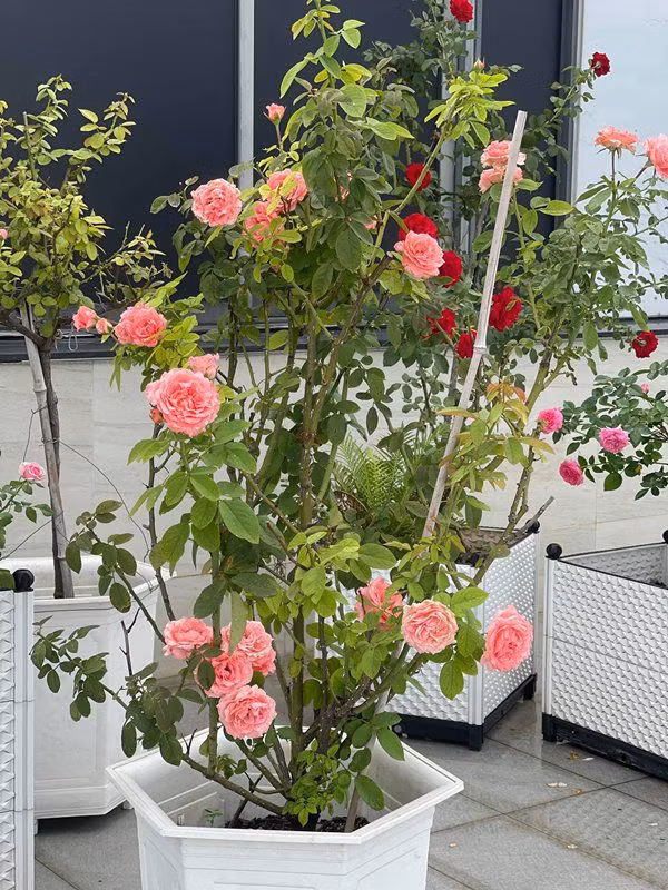 Khánh Thi - Phan Hiển thích các loại hoa có màu đỏ, hồng.