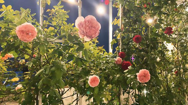 Vườn hồng đẹp rực rỡ dưới ánh đèn. Nguồn ảnh: FBNV
