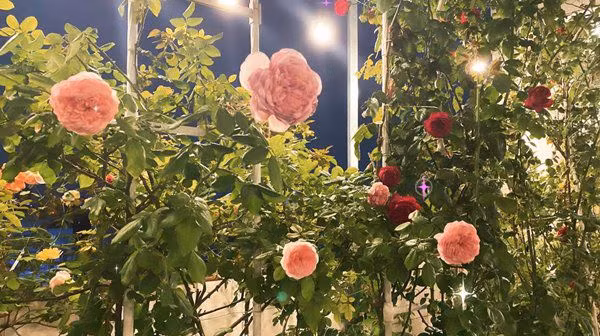 Vườn hồng đẹp rực rỡ dưới ánh đèn. Nguồn ảnh: FBNV