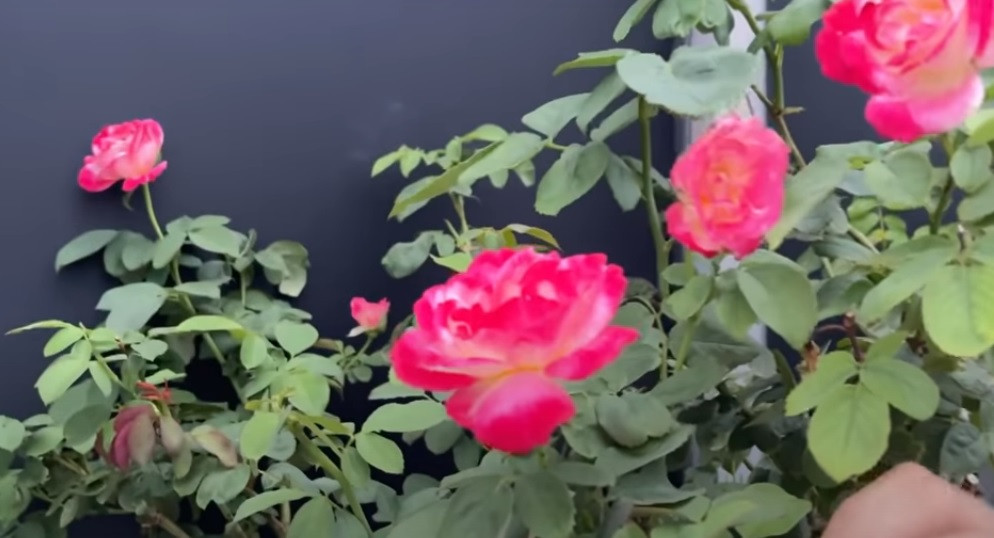 Mới đây, Khánh Thi khoe thành quả của hai vợ chồng sau 5 tháng gây dựng là một vườn hoa hồng đang nở rộ.