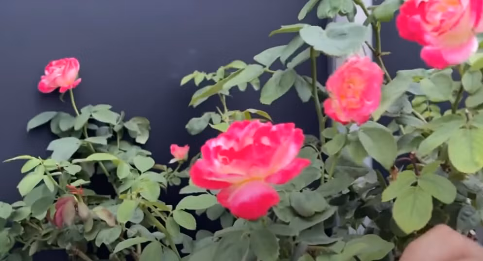 Mới đây, Khánh Thi khoe thành quả của hai vợ chồng sau 5 tháng gây dựng là một vườn hoa hồng đang nở rộ.