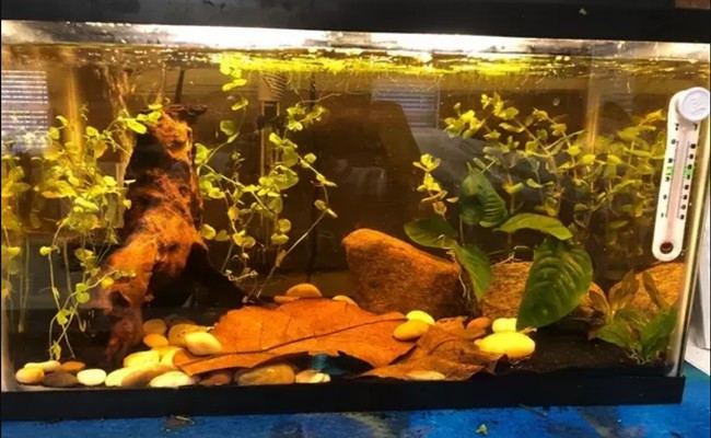 Những người nuôi cá cảnh sử dụng sản phẩm này để giúp diệt ký sinh trùng và một số loại vi khuẩn gây bệnh cho động vật thủy sản. Ảnh: Dân Việt