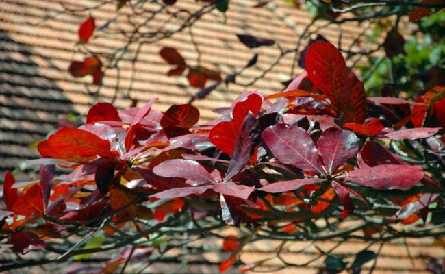 Lá bàng khô được bán với giá 1.000 đồng/lá, nếu mua nhiều sẽ được giảm giá. Ảnh: Internet